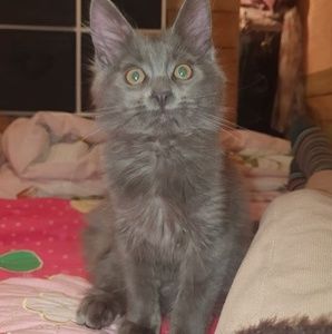 Meet your Posher, Suzanne